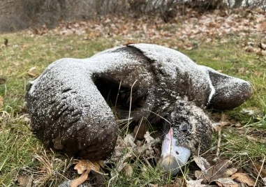 Черни лешояди са открити мъртви край Котел
