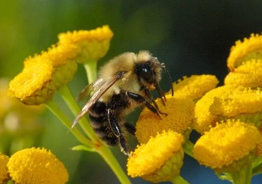 Изучаването на това как медоносните пчели обработват информация може да