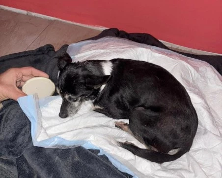 Блъснато кученце край Пловдив се нуждае спешно от помощ