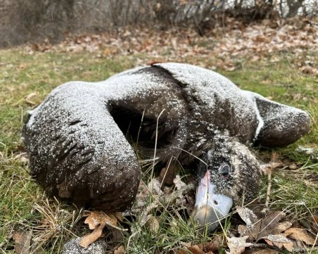 Черни лешояди са открити мъртви край Котел