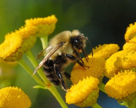 Учени: Пчелите може би са ключът към комуникацията с извънземни