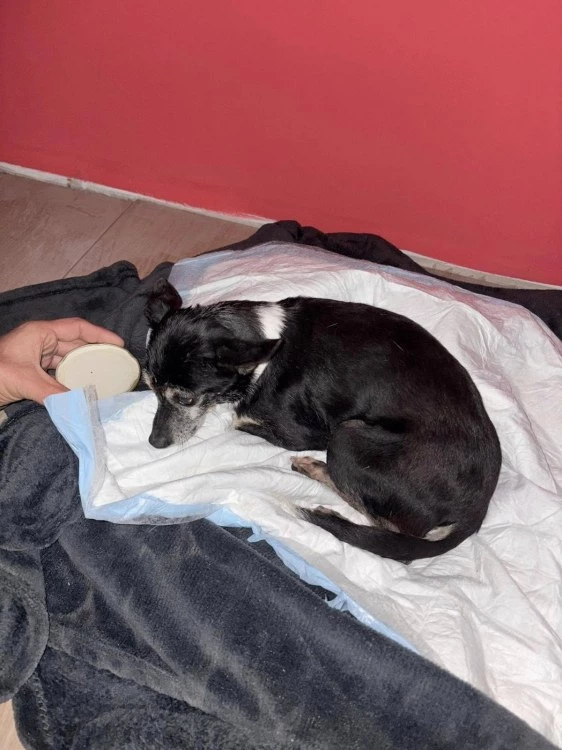 Блъснато кученце край Пловдив се нуждае спешно от помощ