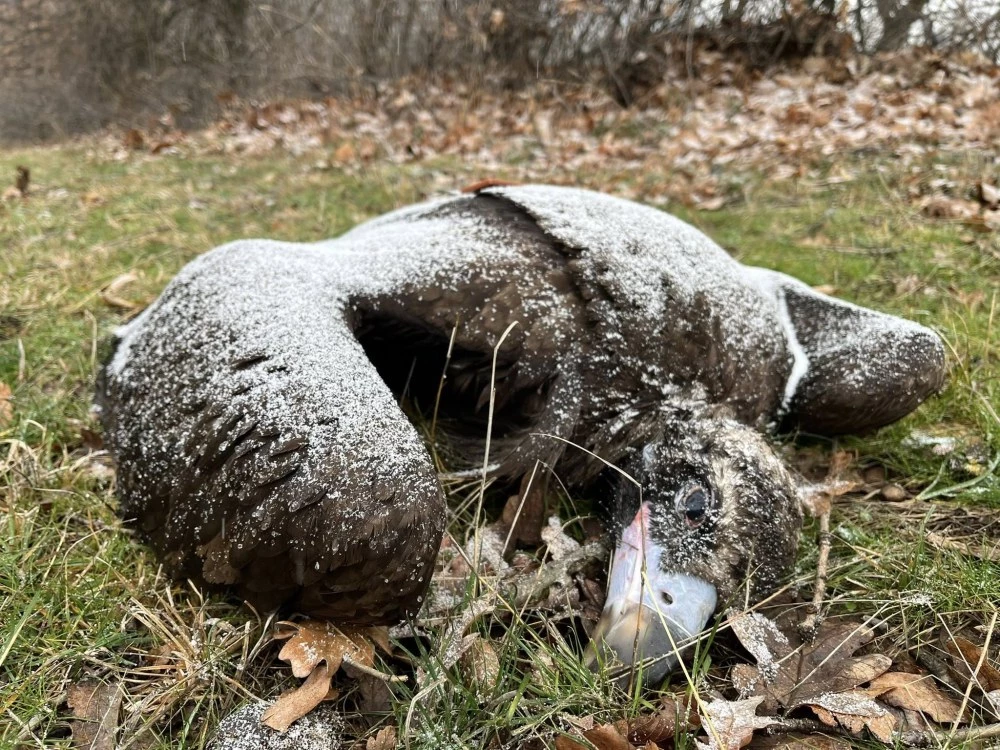 Черни лешояди са открити мъртви край Котел