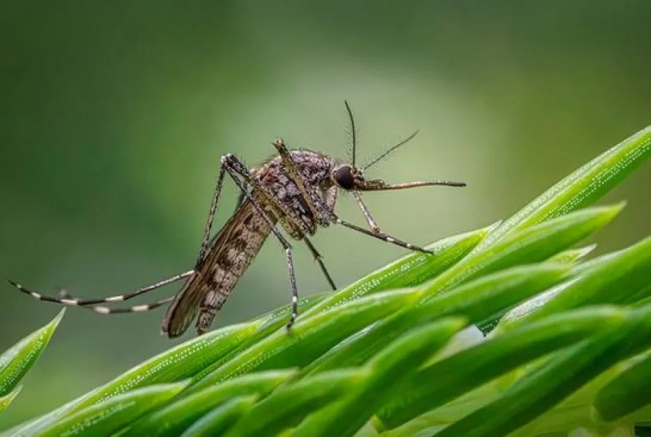 Първи случай на треска Чикунгуня е регистриран у нас миналата
