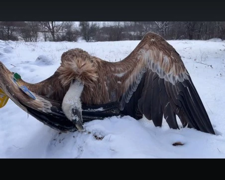 Зелени Балкани за отровените лешояди: Това е убийство, виновникът трябва да бъде съден!