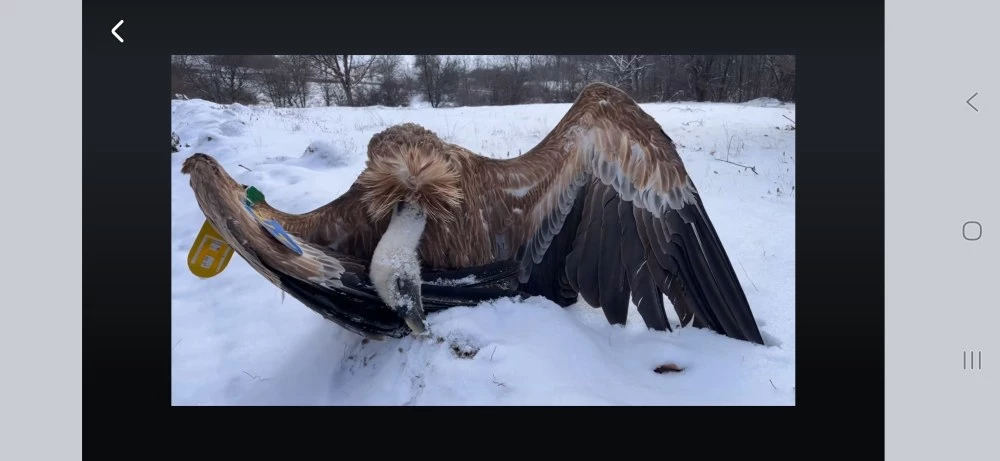 Зелени Балкани за отровените лешояди: Това е убийство, виновникът трябва да бъде съден!