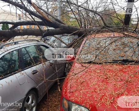 Съпрузи на косъм от смъртта: Паднало дърво смаза колата им, осъдиха община Стамболийски