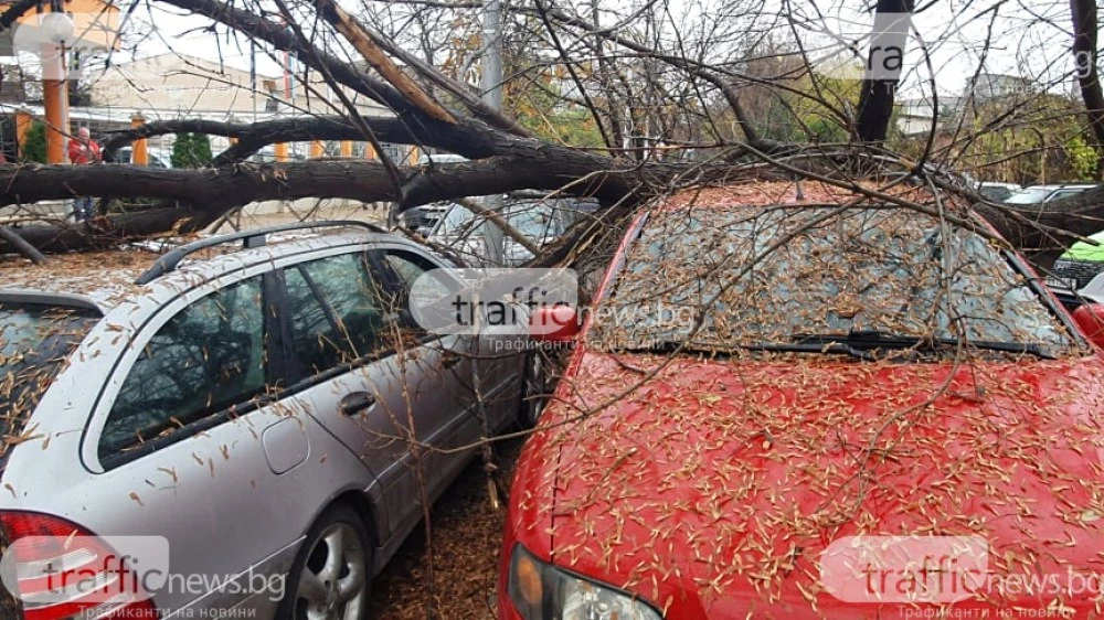 Съпрузи на косъм от смъртта: Паднало дърво смаза колата им, осъдиха община Стамболийски