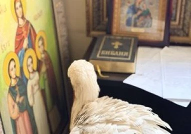 Щъркел се скри от студа в параклис в Бургас