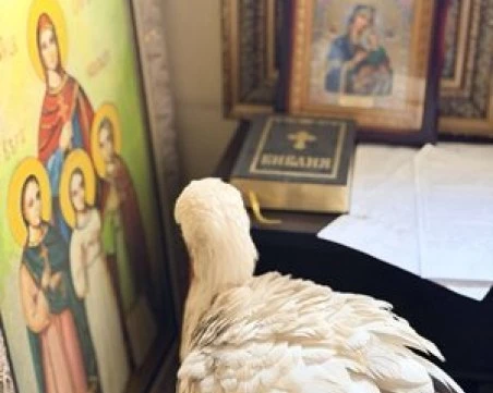 Щъркел се скри от студа в параклис в Бургас