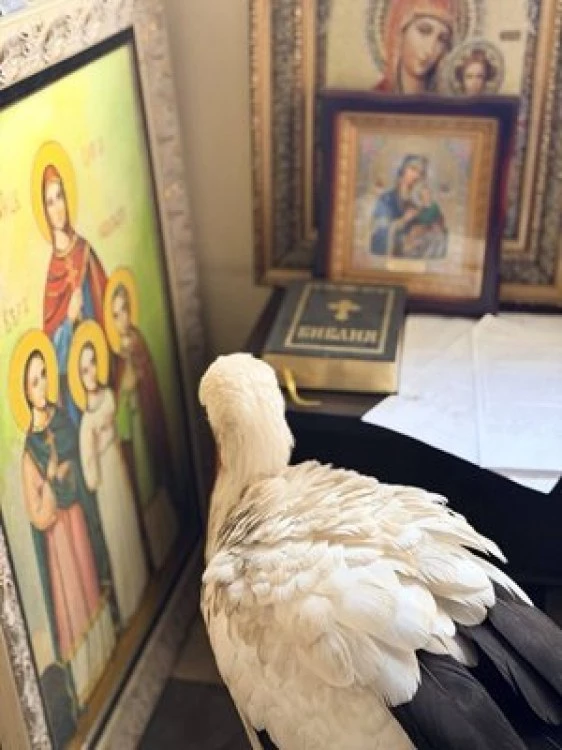 Щъркел се скри от студа в параклис в Бургас