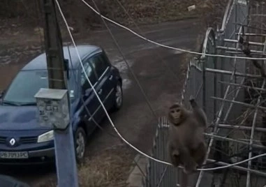 Малка маймуна с памперс беше забелязана да се движи свободно