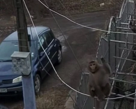 Маймуна с памперс обикаля из столичния квартал 