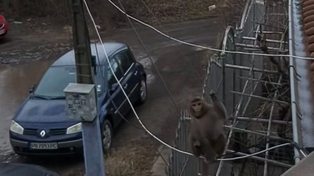 Маймуна с памперс обикаля из столичния квартал 