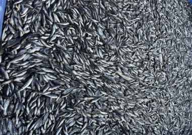 Екоинспектори регистрираха масова смърт на риба в рибовъдно стопанство в