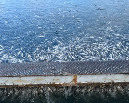 Екокатастрофа: Масова смърт на риба в известно стопанство край Пловдив