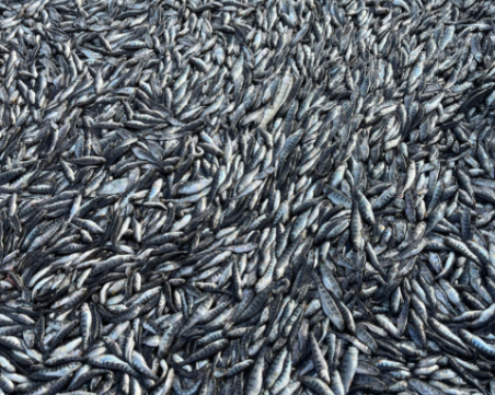 Екокатастрофа: Масова смърт на риба в известно стопанство край Пловдив