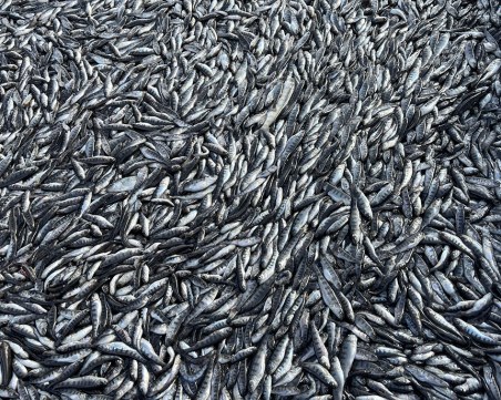 Екокатастрофа: Масова смърт на риба в известно стопанство край Пловдив