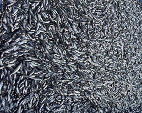 Екокатастрофа: Масова смърт на риба в известно стопанство край Пловдив