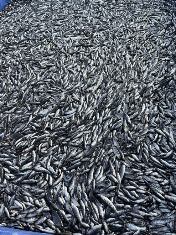 Екокатастрофа: Масова смърт на риба в известно стопанство край Пловдив