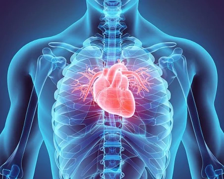 Проучване: Човешкото сърце може да възстанови мускулни клетки след сърдечен удар