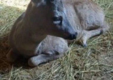 Горски служители спасиха едногодишен сръндак пострадал при удар на пътя