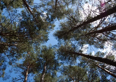 Държавно горско стопанство ­– Карлово ще проведе мащабна сеч в