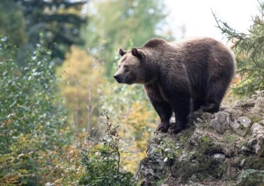 Хиляди километри електрически огради ще бъдат инсталирани в Румъния за