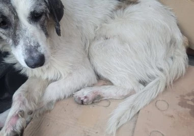 Кученце е в тежко състояние след удар от автомобил доброволци