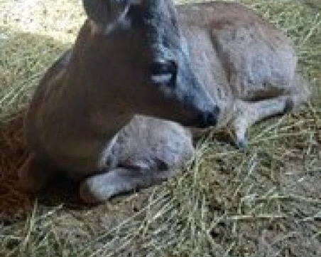 Горски служители спасиха едногодишен сръндак, пострадал при удар на пътя