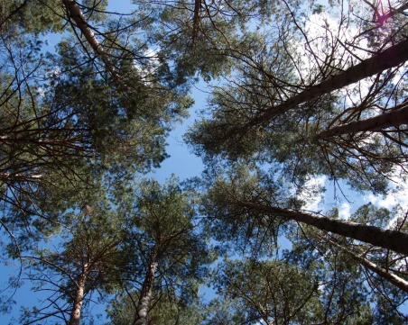 Горските започват масова сеч в боровата гората над Сопот, поразена от съхота и гъбички