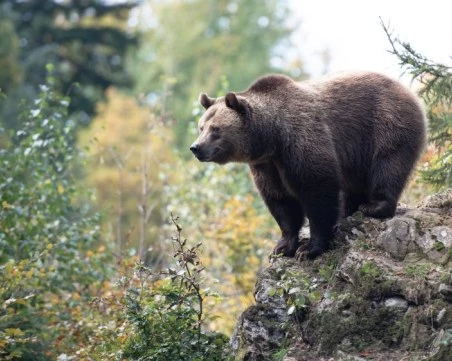 Инсталират хиляди километри ел. огради в Румъния заради проблем с мечки