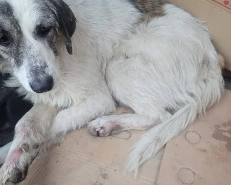 Рошка е в критично състояние след катастрофа, нуждае се от незабавна операция