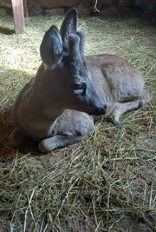 Горски служители спасиха едногодишен сръндак, пострадал при удар на пътя