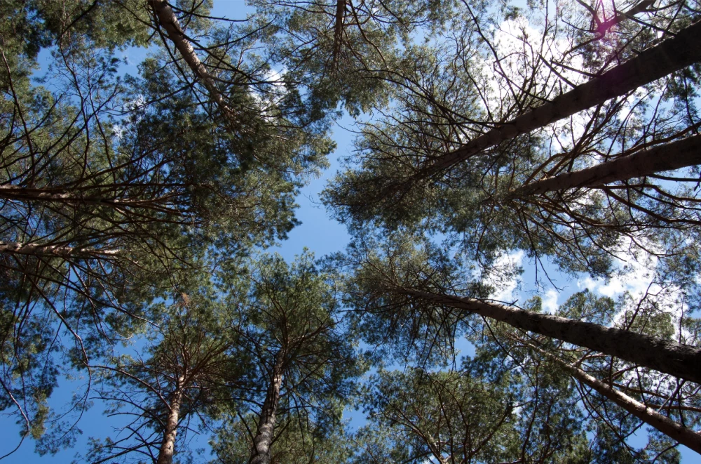 Горските започват масова сеч в боровата гората над Сопот, поразена от сухота и гъбички