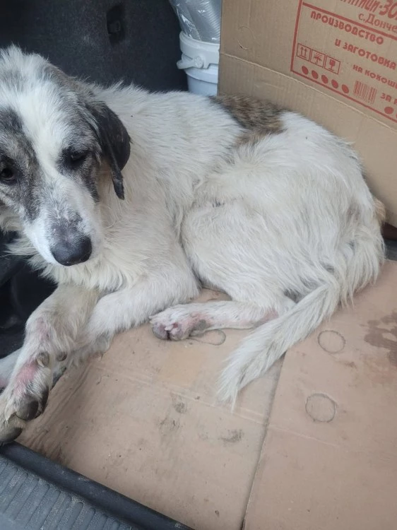 Кученце е в тежко състояние след удар от автомобил, доброволци