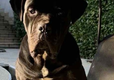 Черно куче от породата Кане Корсо на име Роки е