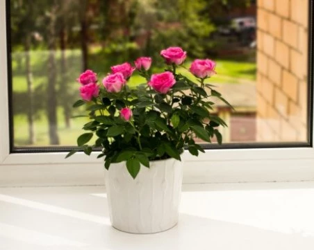 7 съвета за отглеждане на рози в саксия