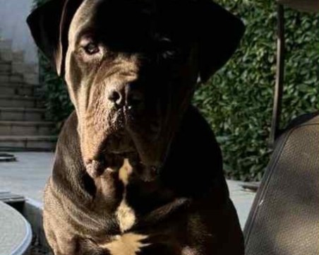 Роки се изгуби в района на село Чурен, виждали ли сте го?