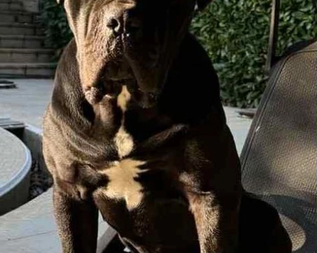 Търсят изгубеното куче Роки в района на село Чурен, обявена е награда от 2000 лв.