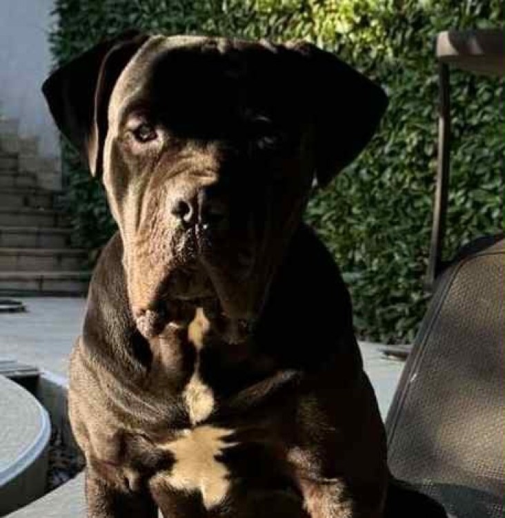 Роки се изгуби в района на село Чурен, виждали ли сте го?