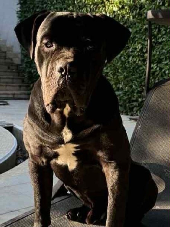 Черно куче от породата Кане Корсо на име Роки е