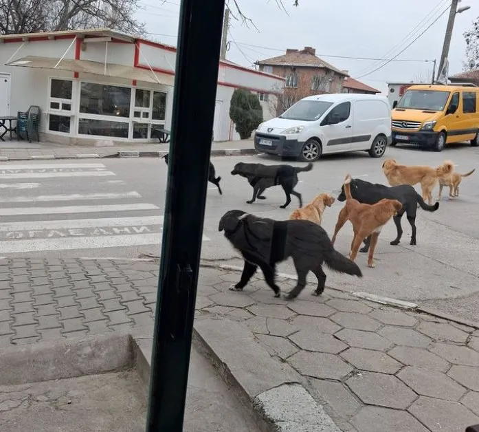Глутница кучета обикаля из Асеновград