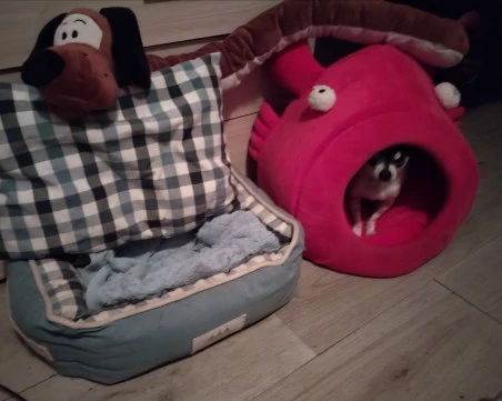 За втори път: Откраднаха кучето Мауси, стопанинът подозира поръчителство