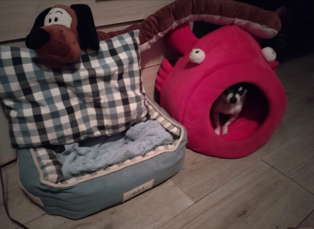 За втори път: Откраднаха кучето Мауси, стопанинът подозира поръчителство