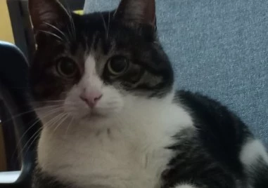 Пухчо се нуждае от спешно кръвопреливане, търсят се дарители