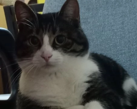 Пухчо се нуждае от спешно кръвопреливане, търсят се дарители