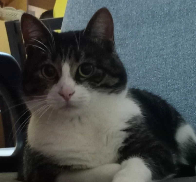 Пухчо се нуждае от спешно кръвопреливане, търсят се дарители