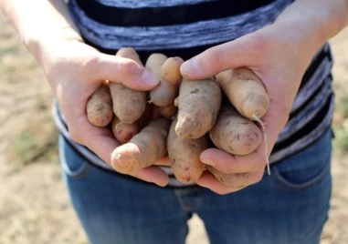 Ферма в германската провинция Саксония раздава безплатно огромни количества картофи