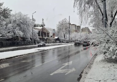 Обработват улиците в район „Северен, 14 сигнала за опасни клони и дървета